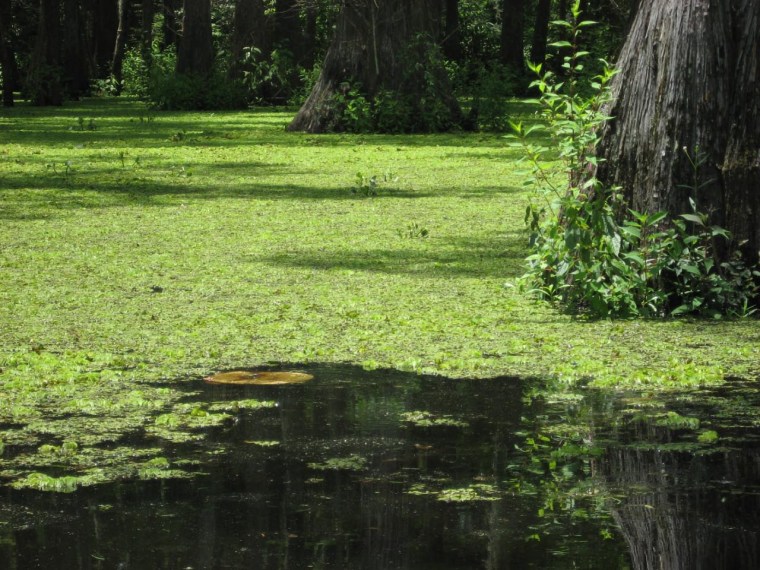 Giant salvinia, an invasive plant native to the Amazon region of Brazil, has invaded Caddo Lake in Texas.